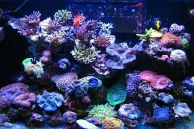 巴彥淖爾龍魚vs巴彥淖爾水族批發市場vs巴彥淖爾水族館vs巴彥淖爾魚缸批發市場vs祥龍魚場：巴彥淖爾水族批發市場