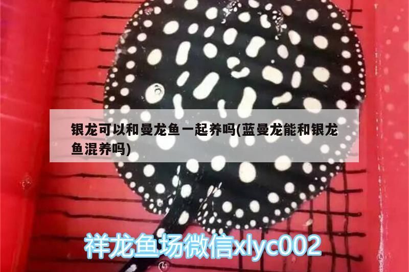 銀龍可以和曼龍魚一起養嗎(藍曼龍能和銀龍魚混養嗎) 銀龍魚百科 第3張 銀龍可以和曼龍魚一起養嗎(藍曼龍能和銀龍魚混養嗎) 銀龍可以和曼龍魚一起養嗎(藍曼龍能和銀龍魚混養嗎) 銀龍魚百科 第3張