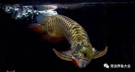 龍魚的水 龍魚的水 龍魚百科 第1張