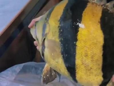 老版泰虎絕版原因分析:老版泰虎為什么會(huì)絕版? 虎魚百科 第1張 老版泰虎絕版原因分析:老版泰虎為什么會(huì)絕版? 老版泰虎絕版原因分析:老版泰虎為什么會(huì)絕版? 虎魚百科 第1張
