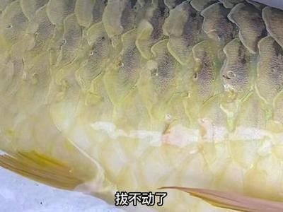 紅龍魚趴缸在水底不動(dòng)了：紅龍魚趴缸在水底不動(dòng)了怎么辦 紅龍魚趴缸在水底不動(dòng)了：紅龍魚趴缸在水底不動(dòng)了怎么辦 紅龍魚百科 第5張