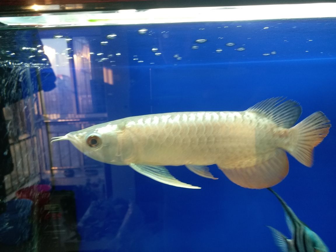 黑云魚和龍魚混養好嗎（黑云魚可以和龍混養么）