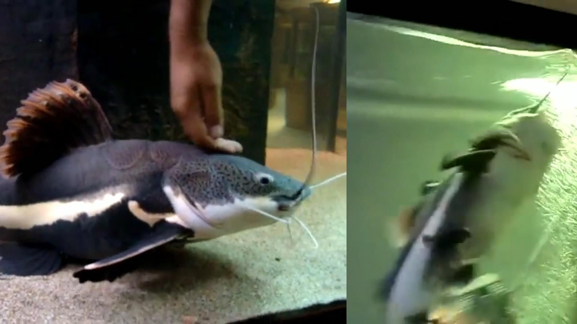 招財貓魚的價格:黃金貓魚和黃金招財貓魚的區別