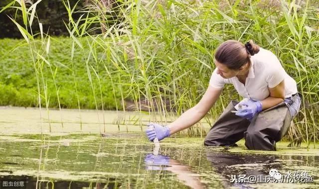紫底金龍魚價格表圖片：紫底金龍魚價格表背后的市場奧秘與養殖魅力