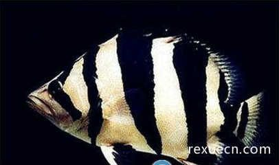 一只泰國(guó)虎魚(yú)多少錢(qián)一條圖片：一只泰國(guó)虎魚(yú)多少錢(qián)