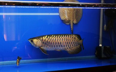 皇冠珍珠魟魚價(jià)格:皇冠珍珠魟魚價(jià)格大約500—800元不等 魟魚百科 第1張 皇冠珍珠魟魚價(jià)格:皇冠珍珠魟魚價(jià)格大約500—800元不等 皇冠珍珠魟魚價(jià)格:皇冠珍珠魟魚價(jià)格大約500—800元不等 魟魚百科 第1張
