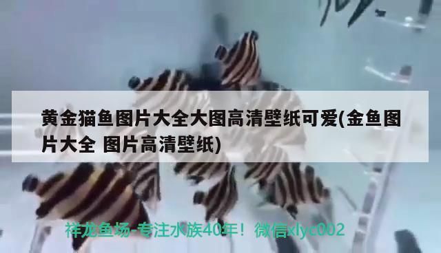 黃金貓魚圖片大全大圖高清壁紙可愛(金魚圖片大全圖片高清壁紙) 黃金貓魚圖片大全大圖高清壁紙可愛(金魚圖片大全圖片高清壁紙) 黃金貓魚百科 第2張