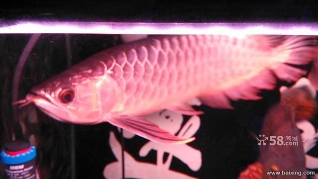 過背金龍魚可以吃嗎圖片欣賞：探討過背金龍魚的食用安全性 過背金龍魚可以吃嗎圖片欣賞：探討過背金龍魚的食用安全性 金龍魚百科 第2張