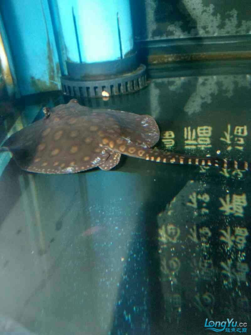 高手看看這是怎么了 黃金貓魚百科 第1張 高手看看這是怎么了 高手看看這是怎么了 黃金貓魚百科 第1張