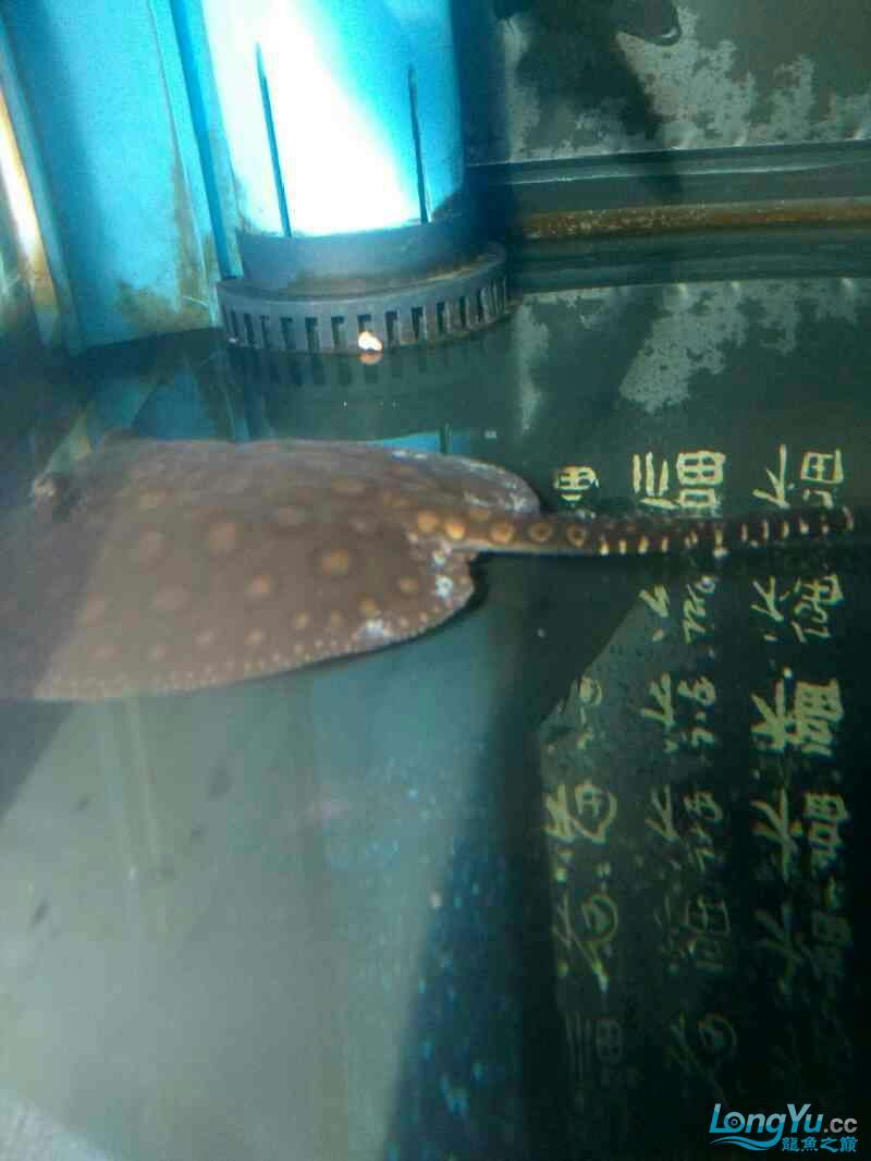 高手看看這是怎么了 黃金貓魚百科 第2張 高手看看這是怎么了 高手看看這是怎么了 黃金貓魚百科 第2張