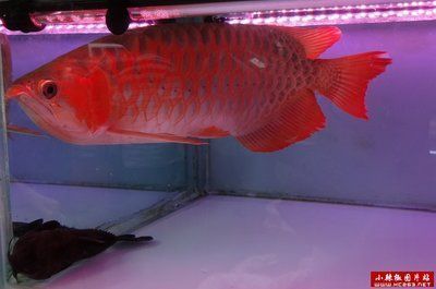 紅金龍魚和什么魚一起養