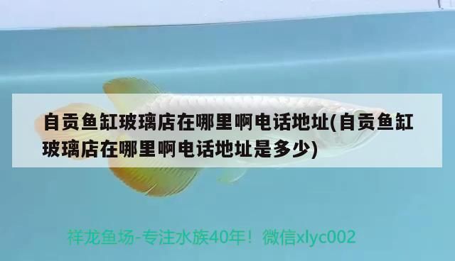自貢魚缸玻璃店在哪里啊電話地址(自貢魚缸玻璃店在哪里啊電話地址是多少)