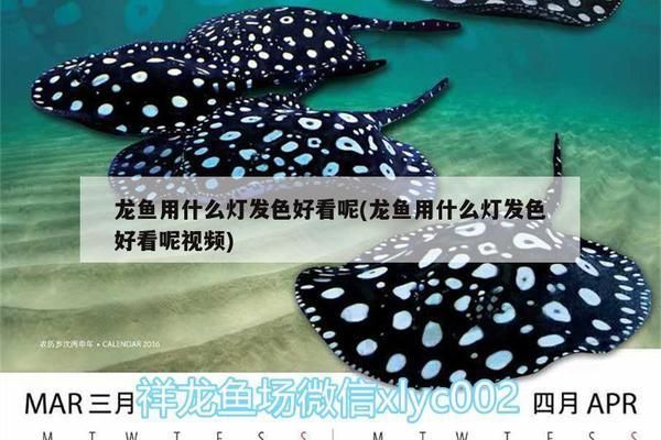 信陽龍魚vs信陽水族批發市場vs信陽水族館vs信陽魚缸批發市場vs祥龍魚場:信陽地區的幾個不同水產市場 祥龍魚場各市分站 第4張 信陽龍魚vs信陽水族批發市場vs信陽水族館vs信陽魚缸批發市場vs祥龍魚場:信陽地區的幾個不同水產市場 信陽龍魚vs信陽水族批發市場vs信陽水族館vs信陽魚缸批發市場vs祥龍魚場:信陽地區的幾個不同水產市場 祥龍魚場各市分站 第4張