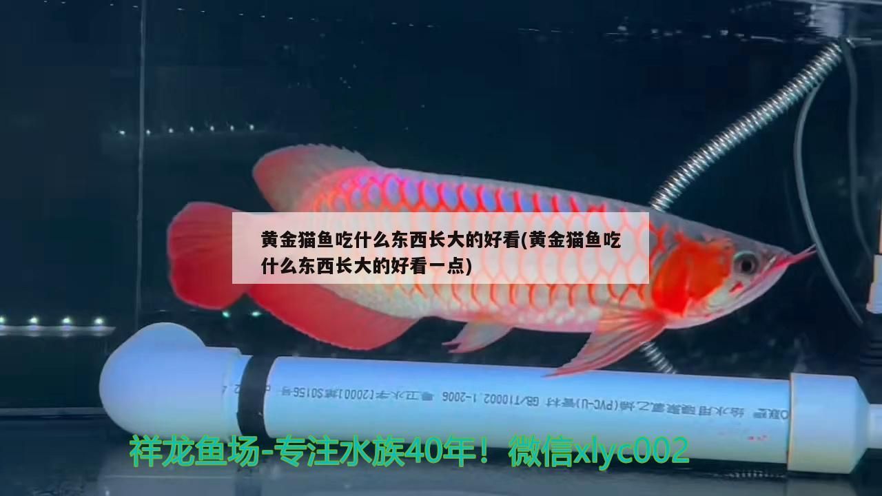 黃金貓魚吃什么東西長(zhǎng)大的好看(黃金貓魚吃什么東西長(zhǎng)大的好看一點(diǎn))