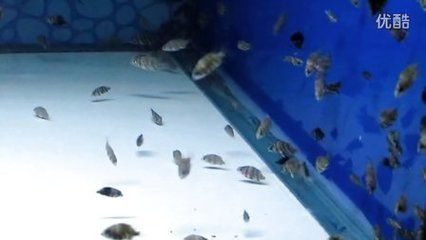 印尼虎魚苗喂食頻率調(diào)整，印尼虎魚苗喂食頻率的調(diào)整
