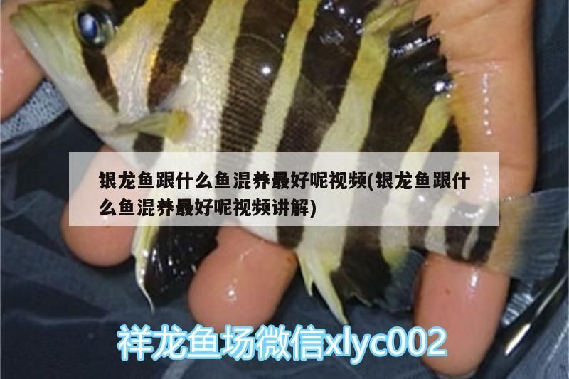 銀龍魚跟什么魚混養(yǎng)最好呢視頻(銀龍魚跟什么魚混養(yǎng)最好呢視頻講解)