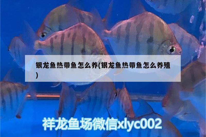 銀龍魚熱帶魚怎么養(銀龍魚熱帶魚怎么養殖)