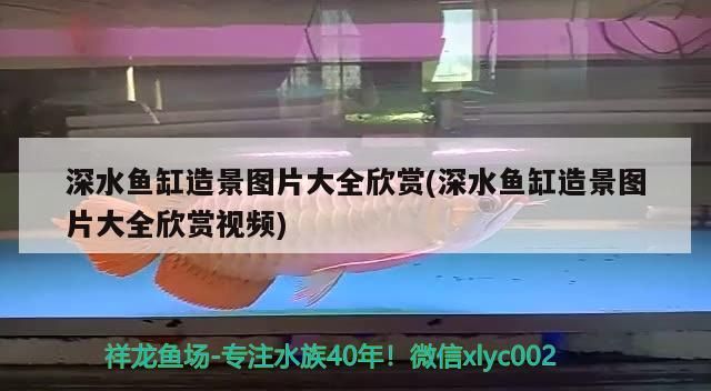 深水魚缸造景圖片大全欣賞(深水魚缸造景圖片大全欣賞視頻) 深水魚缸造景圖片大全欣賞(深水魚缸造景圖片大全欣賞視頻) 元寶鳳凰魚百科 第3張