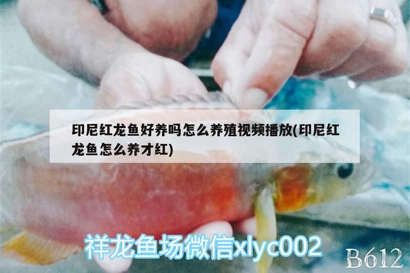 印尼紅龍魚好養(yǎng)嗎怎么養(yǎng)殖視頻播放(印尼紅龍魚怎么養(yǎng)才紅)