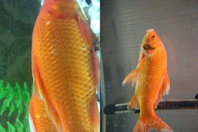 四角溢流魚缸（四角溢流魚缸怎么處理）