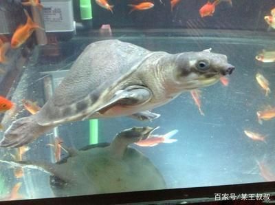 豬鼻龜飼養方法大全圖解說明：關于豬鼻龜的飼養方法，豬鼻龜怎么養， 豬鼻龜飼養方法大全圖解說明：關于豬鼻龜的飼養方法，豬鼻龜怎么養， 豬鼻龜百科 第6張