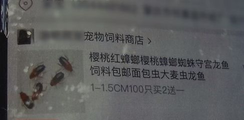 龍魚吃大麥蟲吃進去就吐出來怎么回事 龍魚吃大麥蟲吃進去就吐出來怎么回事 龍魚百科 第1張