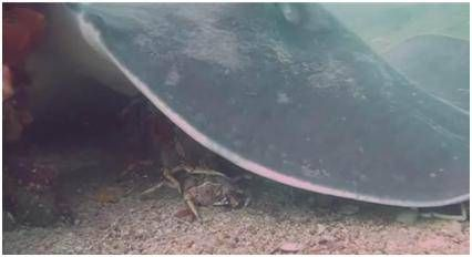 魟魚過水的危險信號有哪些：魟魚過水的危險信號