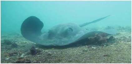 魟魚過水的危險信號有哪些：魟魚過水的危險信號