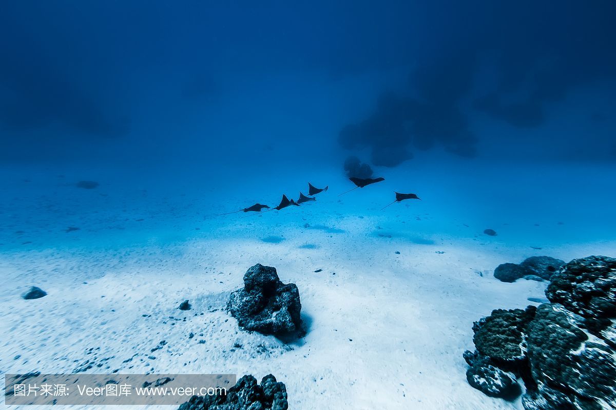 魟魚過水的危險信號有哪些：魟魚過水的危險信號