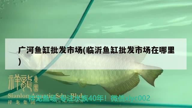 廣河魚缸批發市場(臨沂魚缸批發市場在哪里)