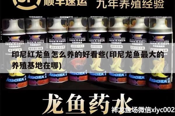 印尼紅龍魚怎么養(yǎng)的好看些(印尼龍魚最大的養(yǎng)殖基地在哪) 印尼紅龍魚怎么養(yǎng)的好看些(印尼龍魚最大的養(yǎng)殖基地在哪) 紅龍魚百科 第3張
