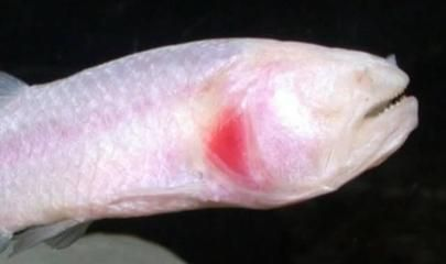 龍魚吃泥鰍有什么好處vs祥龍魚場：龍魚吃泥鰍有諸多好處，但也有一定的風險 龍魚吃泥鰍有什么好處vs祥龍魚場：龍魚吃泥鰍有諸多好處，但也有一定的風險 vs祥龍魚場 第3張