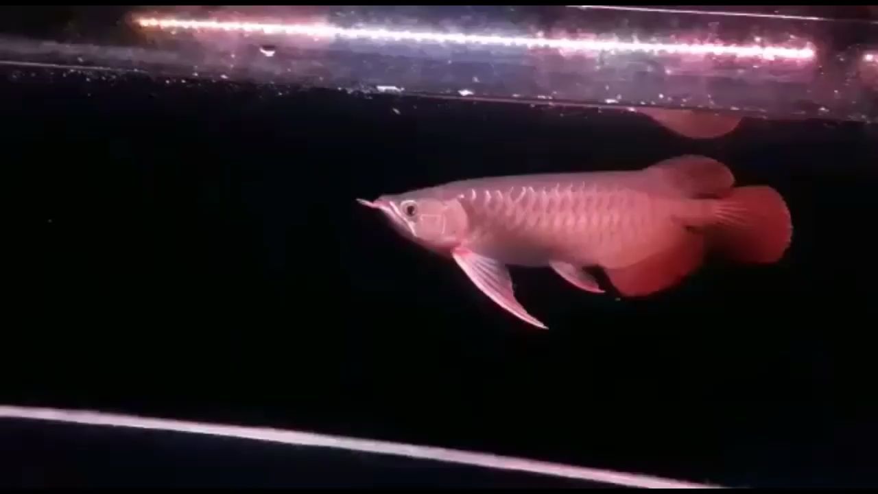 32公分純正印尼大湖紅龍 32公分純正印尼大湖紅龍 大湖紅龍魚百科 第1張
