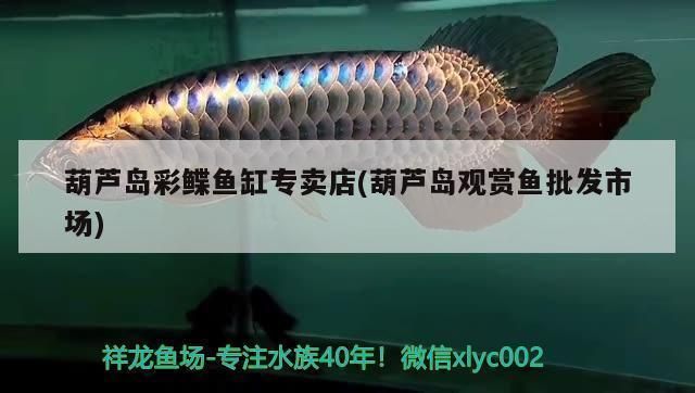 葫蘆島龍魚vs葫蘆島水族批發(fā)市場(chǎng)vs葫蘆島水族館vs葫蘆島魚缸批發(fā)市場(chǎng)vs祥龍魚場(chǎng)：葫蘆島水族批發(fā)市場(chǎng) 葫蘆島龍魚vs葫蘆島水族批發(fā)市場(chǎng)vs葫蘆島水族館vs葫蘆島魚缸批發(fā)市場(chǎng)vs祥龍魚場(chǎng)：葫蘆島水族批發(fā)市場(chǎng) 祥龍魚場(chǎng)各市分站 第4張
