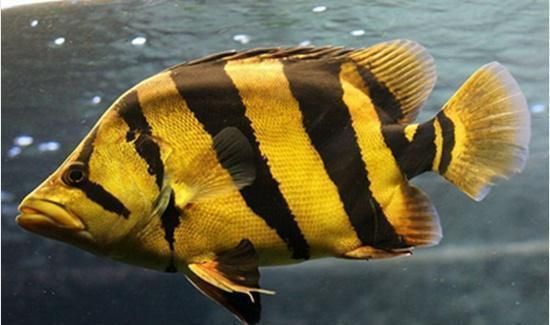 紅老虎魚混養(yǎng)空間要求，混養(yǎng)紅老虎魚時的空間要求