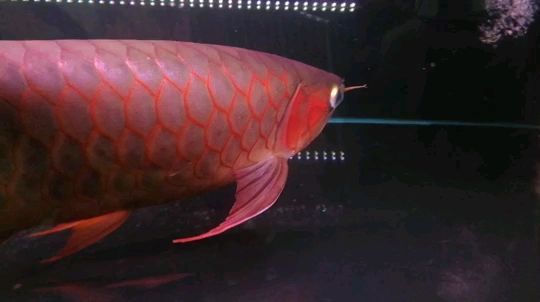 阜新水族館藍底細框印尼紅龍
