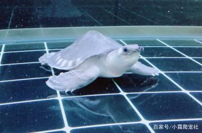 豬鼻龜為什么買不到：2020豬鼻龜為什么買不到了 豬鼻龜為什么買不到：2020豬鼻龜為什么買不到了 豬鼻龜百科 第4張