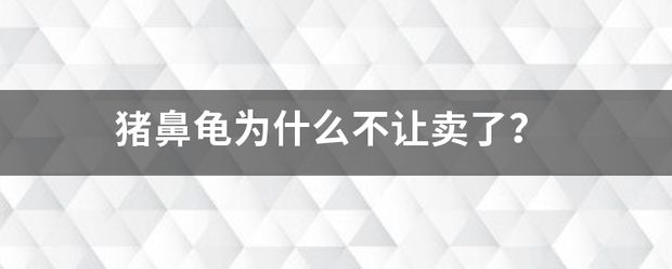 豬鼻龜為什么買不到：2020豬鼻龜為什么買不到了 豬鼻龜為什么買不到：2020豬鼻龜為什么買不到了 豬鼻龜百科 第8張