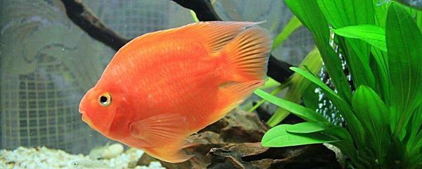 防治元寶鳳凰魚病害的有效方法，元寶鳳凰魚養(yǎng)殖技巧