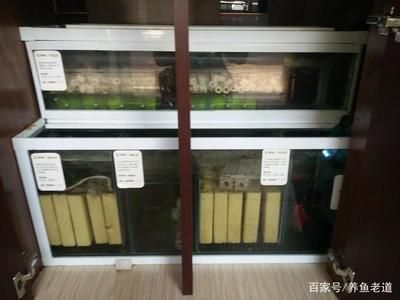 龍魚(yú)怎么選擇品相好的魚(yú)缸，如何選擇適合龍魚(yú)的魚(yú)缸 龍魚(yú)怎么選擇品相好的魚(yú)缸，如何選擇適合龍魚(yú)的魚(yú)缸 魚(yú)缸百科 第5張