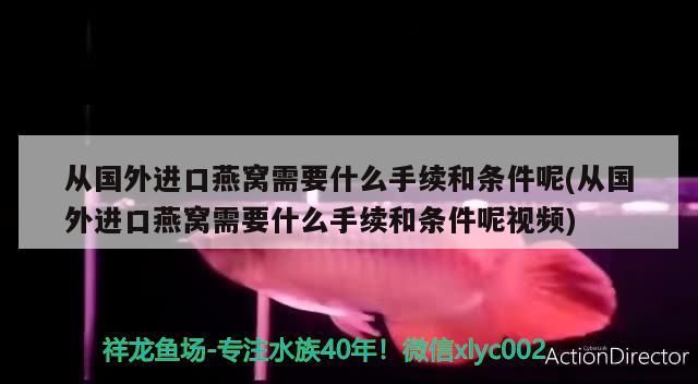 銀龍魚50公分價(jià)格多少錢一條：銀龍魚50cm多少錢