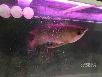 營口龍魚vs營口水族批發市場vs營口水族館vs營口魚缸批發市場vs祥龍魚場：營口龍魚養殖市場 營口龍魚vs營口水族批發市場vs營口水族館vs營口魚缸批發市場vs祥龍魚場：營口龍魚養殖市場 祥龍魚場各市分站 第6張