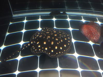 魟魚換水后呼吸急促：魟魚換水后呼吸急促可能是由于多種原因引起的