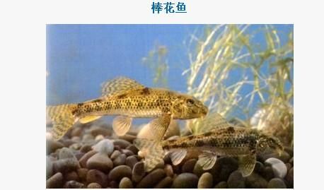 虎魚突然拒食怎么辦：虎魚拒食怎么辦