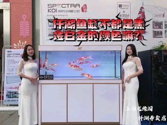 安康龍魚vs安康水族批發(fā)市場vs安康水族館vs安康魚缸批發(fā)市場vs祥龍魚場：安康水族批發(fā)市場 安康龍魚vs安康水族批發(fā)市場vs安康水族館vs安康魚缸批發(fā)市場vs祥龍魚場：安康水族批發(fā)市場 祥龍魚場各市分站 第6張