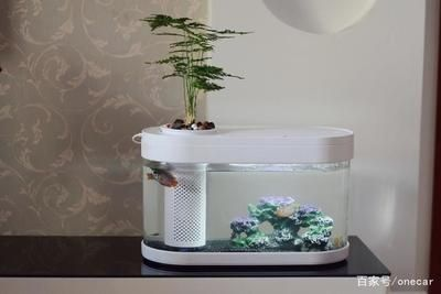 辦公室養魚(辦公室養魚的一些風水講究) 豬鼻龜百科 第1張 辦公室養魚(辦公室養魚的一些風水講究) 辦公室養魚(辦公室養魚的一些風水講究) 豬鼻龜百科 第1張