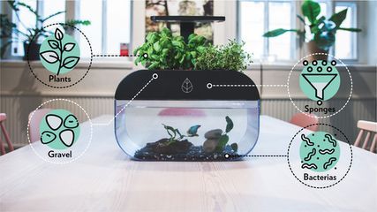 辦公室養魚(辦公室養魚的一些風水講究) 豬鼻龜百科 第4張 辦公室養魚(辦公室養魚的一些風水講究) 辦公室養魚(辦公室養魚的一些風水講究) 豬鼻龜百科 第4張