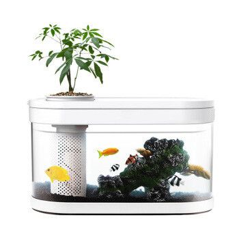 辦公室養魚(辦公室養魚的一些風水講究) 豬鼻龜百科 第5張 辦公室養魚(辦公室養魚的一些風水講究) 辦公室養魚(辦公室養魚的一些風水講究) 豬鼻龜百科 第5張
