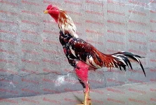 祥龍超血紅龍魚養殖成本分析 水族館百科(水族館加盟) 第3張 祥龍超血紅龍魚養殖成本分析 祥龍超血紅龍魚養殖成本分析 水族館百科(水族館加盟) 第3張