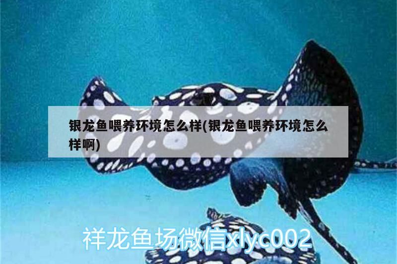 銀龍魚喂養環境怎么樣(銀龍魚喂養環境怎么樣啊)